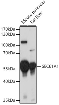 SEC61A1 Rabbit Polyclonal Antibody