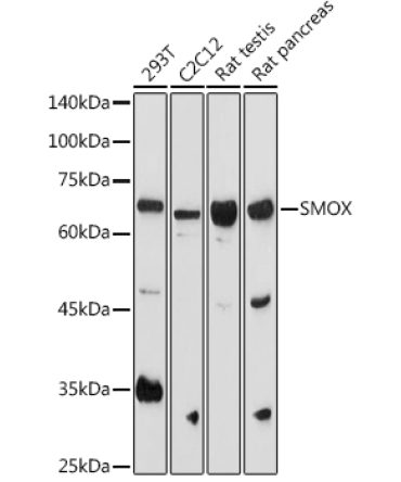 SMOX Rabbit Polyclonal Antibody