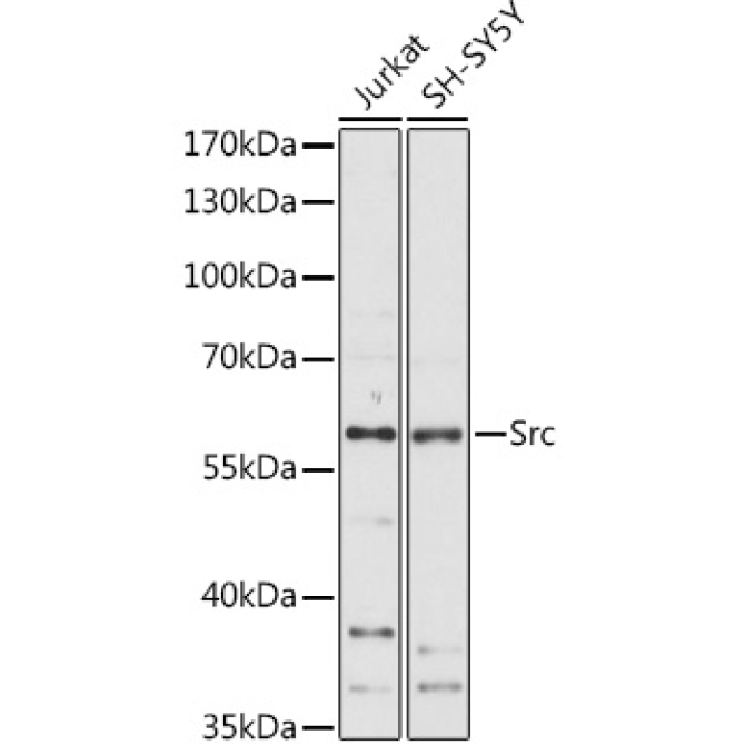 Src Rabbit Polyclonal Antibody
