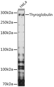Thyroglobulin Rabbit Polyclonal Antibody