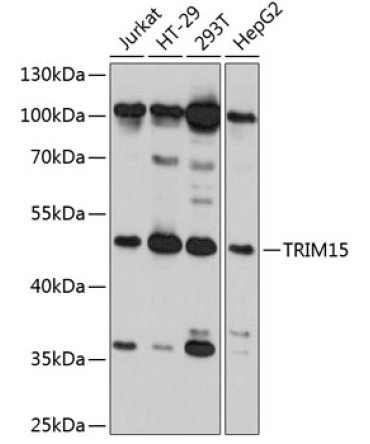 TRIM15 Rabbit Polyclonal Antibody