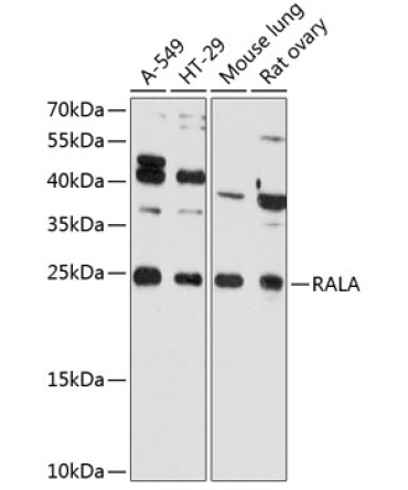 RALA Rabbit Polyclonal Antibody