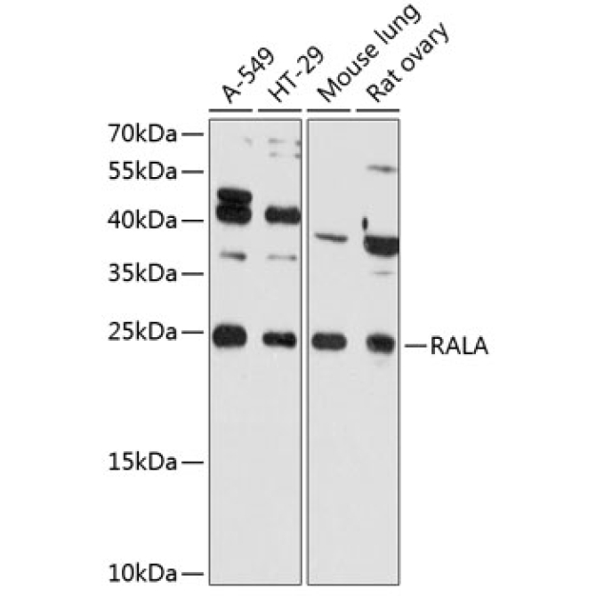 RALA Rabbit Polyclonal Antibody
