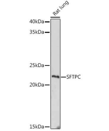 SFTPC Rabbit Polyclonal Antibody