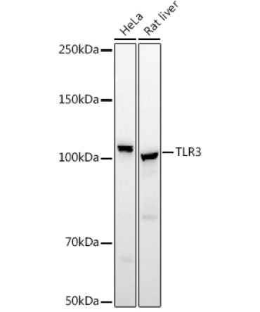 TLR3 Rabbit Polyclonal Antibody