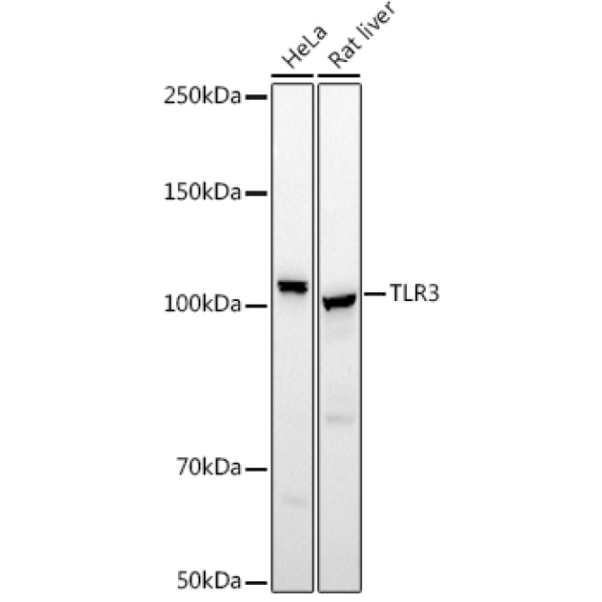 TLR3 Rabbit Polyclonal Antibody