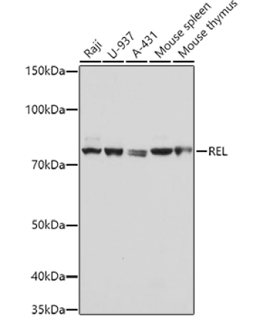 REL Rabbit Polyclonal Antibody