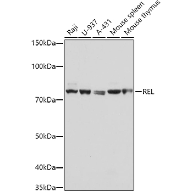 REL Rabbit Polyclonal Antibody