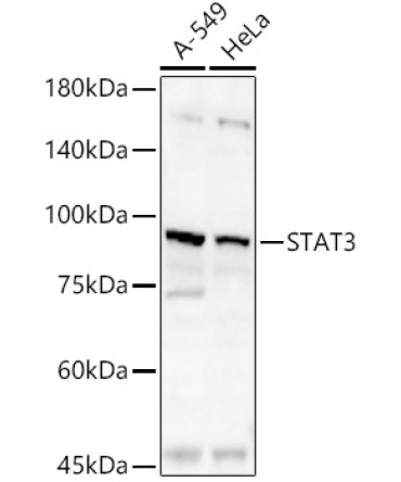 STAT3 Rabbit Polyclonal Antibody