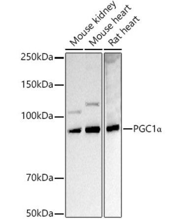 PGC1Alpha Rabbit Polyclonal Antibody