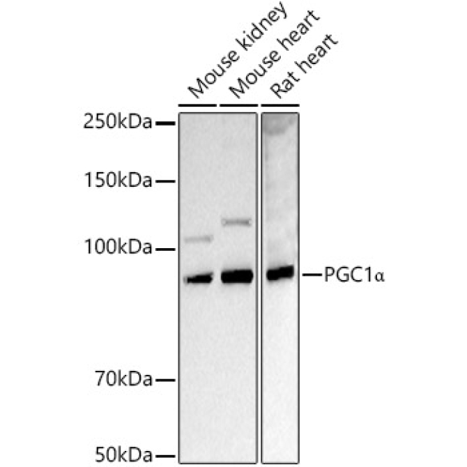 PGC1Alpha Rabbit Polyclonal Antibody