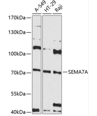 SEMA7A Rabbit Polyclonal Antibody