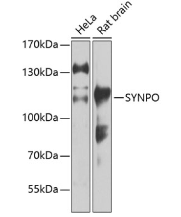 SYNPO Rabbit Polyclonal Antibody