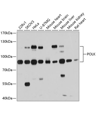POLK Rabbit Polyclonal Antibody