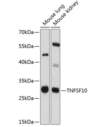 TNFSF10 Rabbit Polyclonal Antibody