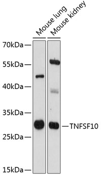 TNFSF10 Rabbit Polyclonal Antibody