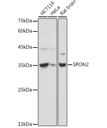 SPON2 Rabbit Polyclonal Antibody