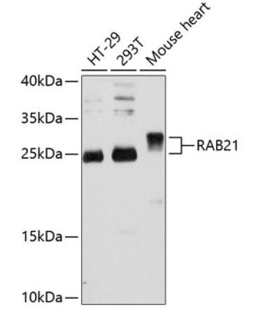 RAB21 Rabbit Polyclonal Antibody