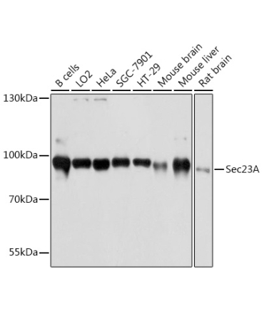 Sec23A Rabbit Polyclonal Antibody