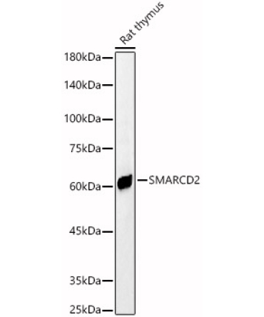 SMARCD2 Rabbit Polyclonal Antibody