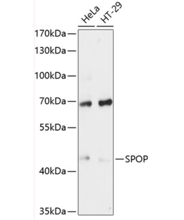 SPOP Rabbit Polyclonal Antibody
