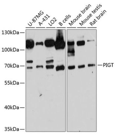 PIGT Rabbit Polyclonal Antibody