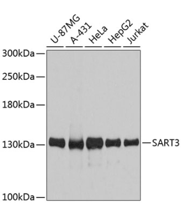 SART3 Rabbit Polyclonal Antibody