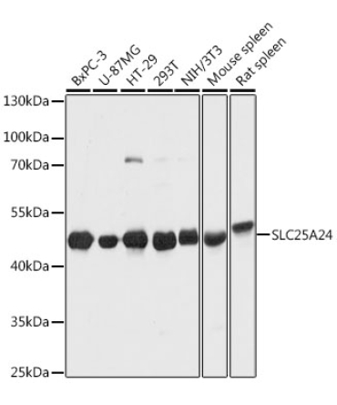 SLC25A24 Rabbit Polyclonal Antibody