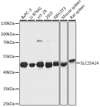 SLC25A24 Rabbit Polyclonal Antibody
