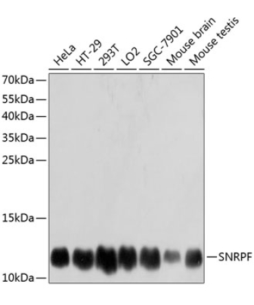 SNRPF Rabbit Polyclonal Antibody