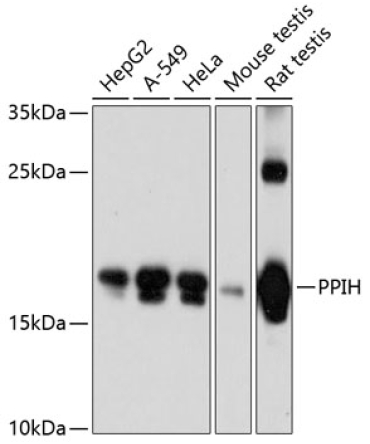 PPIH Rabbit Polyclonal Antibody