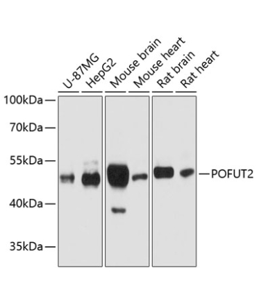 POFUT2 Rabbit Polyclonal Antibody