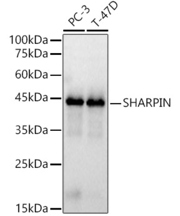 SHARPIN Rabbit Polyclonal Antibody