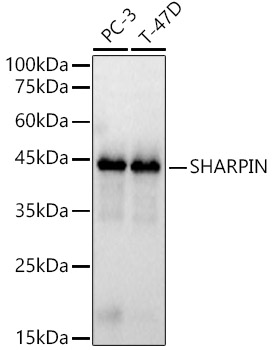 SHARPIN Rabbit Polyclonal Antibody