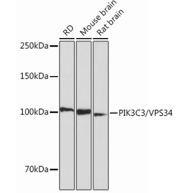 PIK3C3/VPS34 Rabbit Monoclonal Antibody