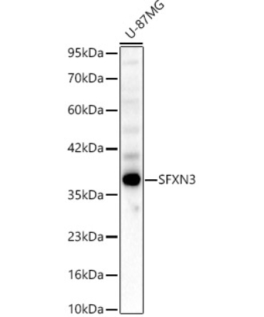SFXN3 Rabbit Polyclonal Antibody