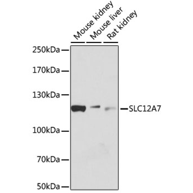 SLC12A7 Rabbit Polyclonal Antibody