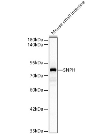 SNPH Rabbit Polyclonal Antibody