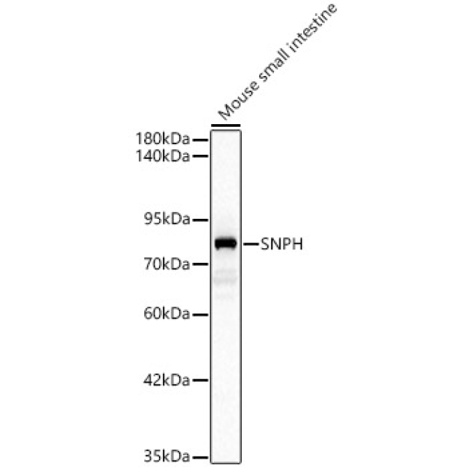 SNPH Rabbit Polyclonal Antibody