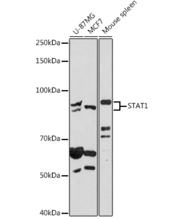 STAT1 Rabbit Polyclonal Antibody