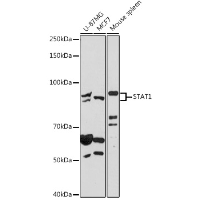 STAT1 Rabbit Polyclonal Antibody