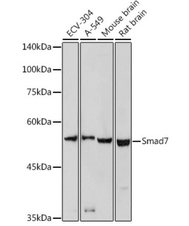 Smad7 Rabbit Polyclonal Antibody