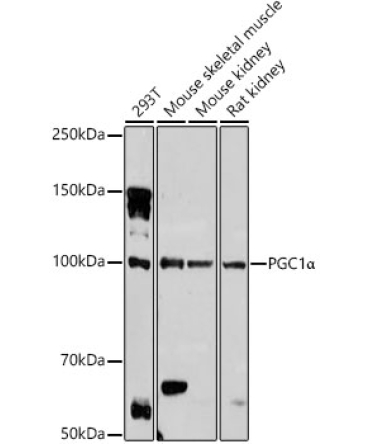 PGC1Alpha Rabbit Polyclonal Antibody