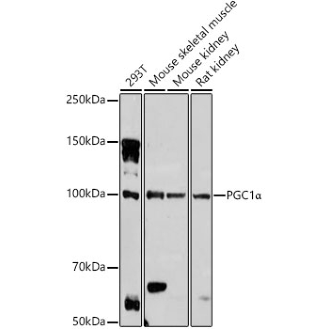 PGC1Alpha Rabbit Polyclonal Antibody