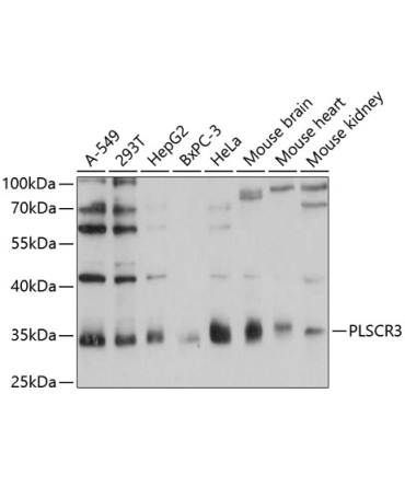 PLSCR3 Rabbit Polyclonal Antibody