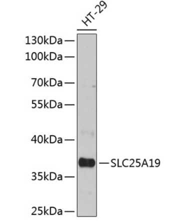 SLC25A19 Rabbit Polyclonal Antibody