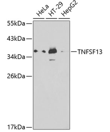 TNFSF13 Rabbit Polyclonal Antibody