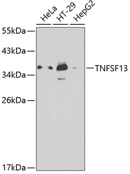 TNFSF13 Rabbit Polyclonal Antibody