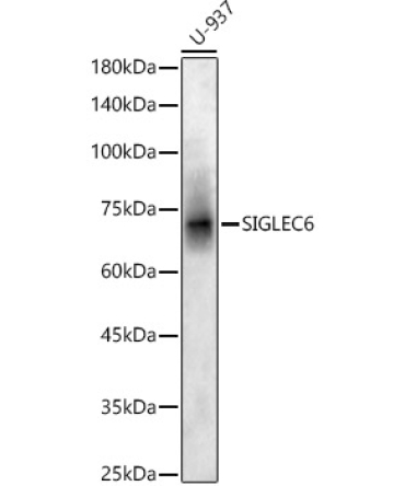 SIGLEC6 Rabbit Polyclonal Antibody