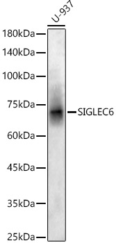 SIGLEC6 Rabbit Polyclonal Antibody